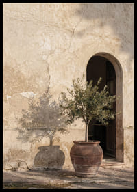 An olive tree's shadow dances against an old wall.-6