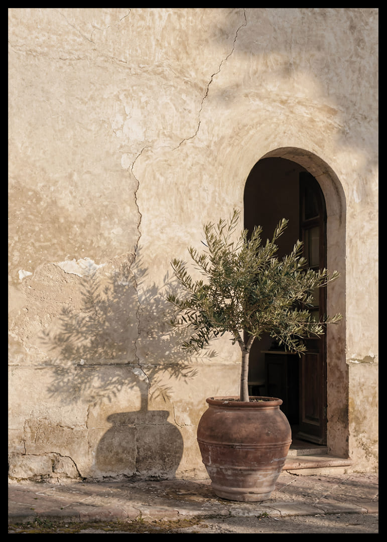 An olive tree's shadow dances against an old wall.-12