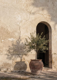 An olive tree's shadow dances against an old wall.-7