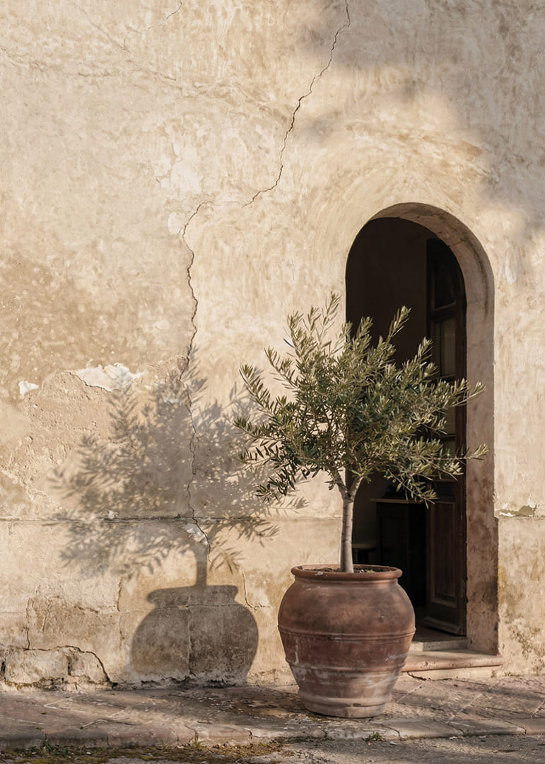 An olive tree's shadow dances against an old wall.-12