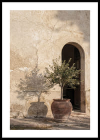 An olive tree's shadow dances against an old wall.-0