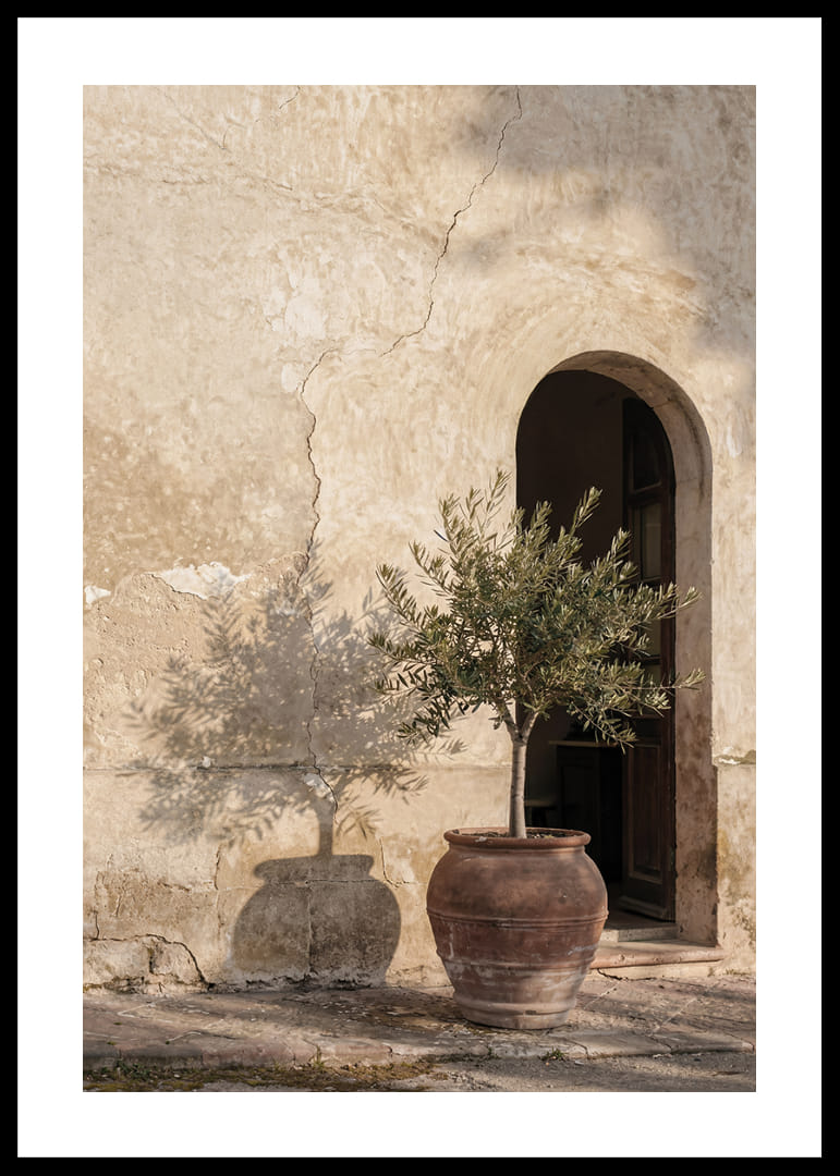 An olive tree's shadow dances against an old wall.-12