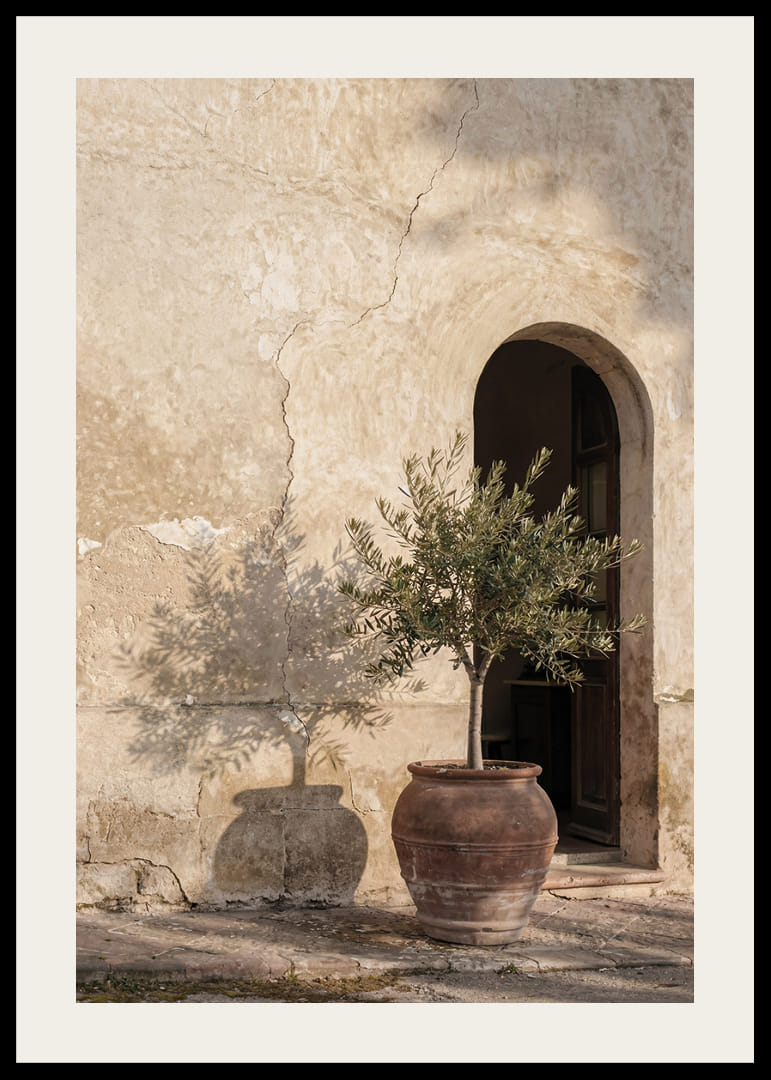 An olive tree's shadow dances against an old wall.-12