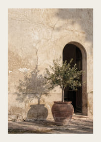 An olive tree's shadow dances against an old wall.-3