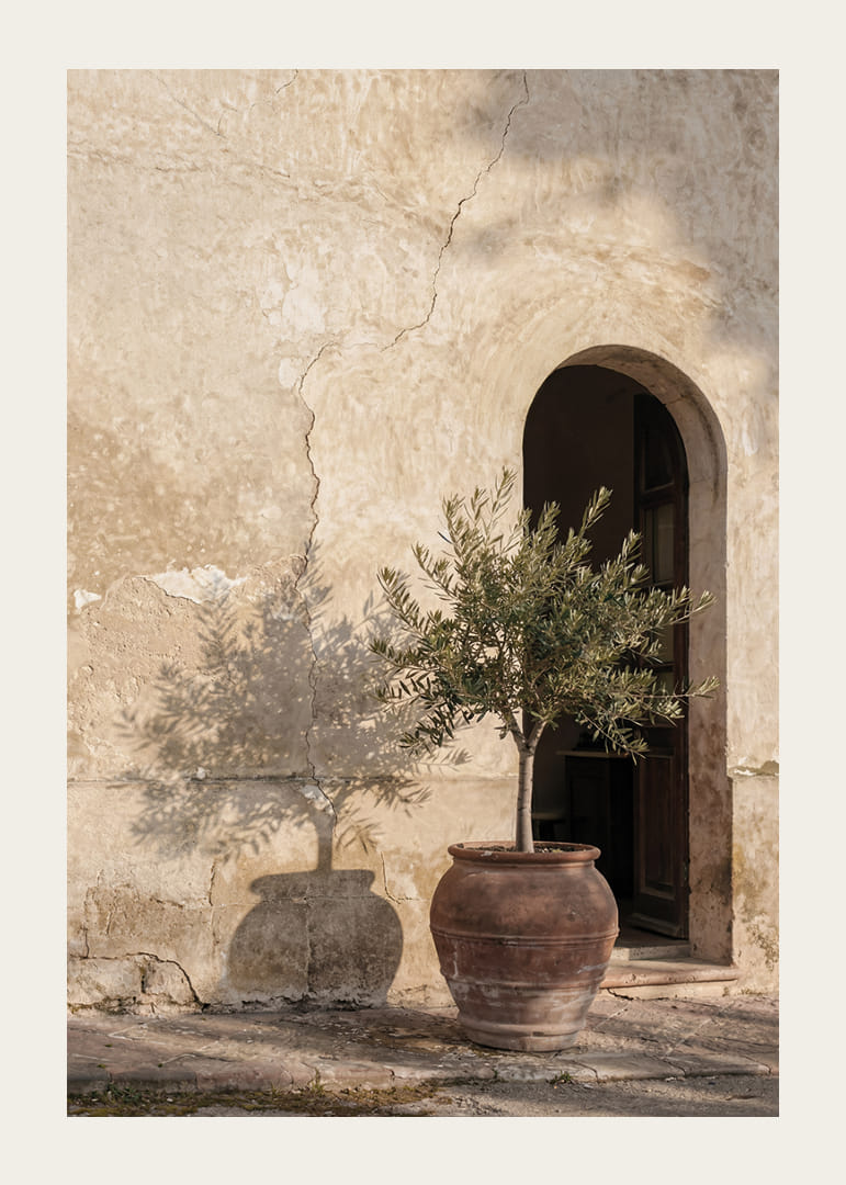 An olive tree's shadow dances against an old wall.-12