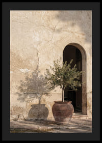 An olive tree's shadow dances against an old wall.-4