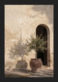 An olive tree's shadow dances against an old wall.-5