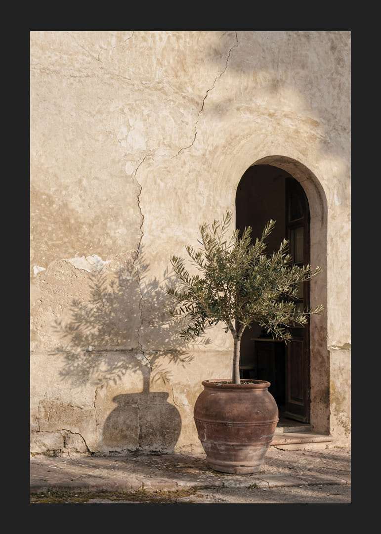 An olive tree's shadow dances against an old wall.-12