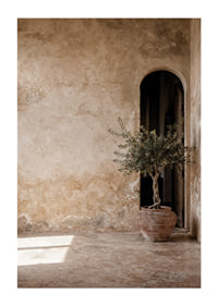 An old wall and an olive tree create timeless tranquility.-1