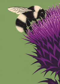 A bumblebee lands on an intensely purple thistle against a soft green background.-7
