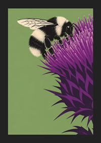 A bumblebee lands on an intensely purple thistle against a soft green background.-5
