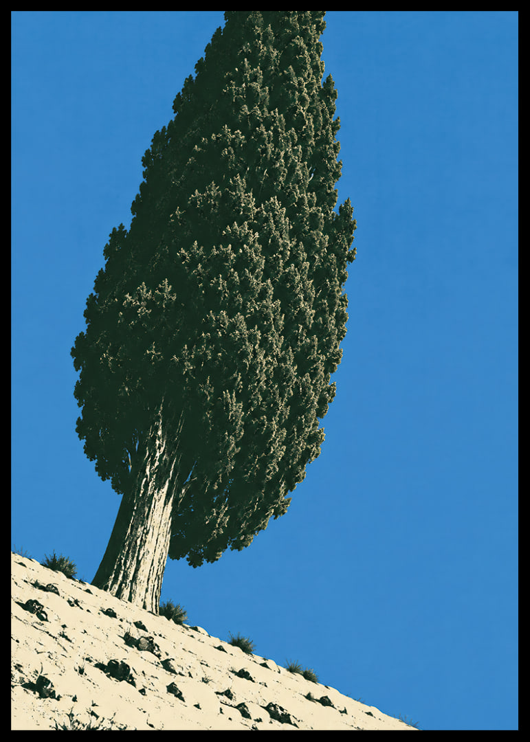 A stately cypress rises against a clear blue sky in a sunny, peaceful landscape.-12