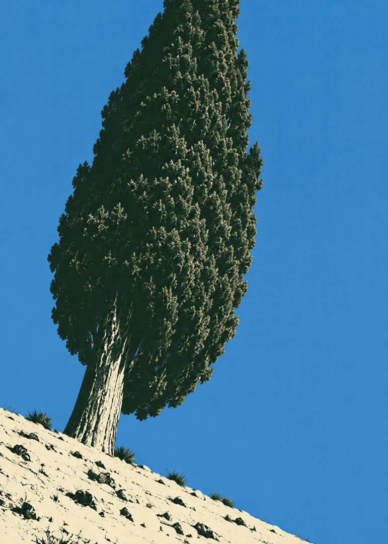 A stately cypress rises against a clear blue sky in a sunny, peaceful landscape.-12