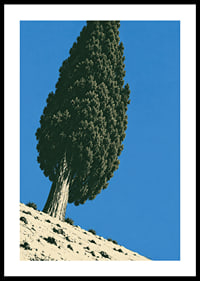 A stately cypress rises against a clear blue sky in a sunny, peaceful landscape.-0