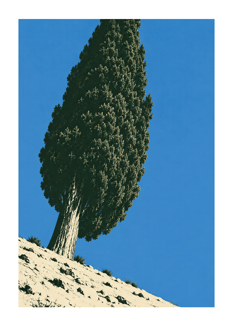 A stately cypress rises against a clear blue sky in a sunny, peaceful landscape.-12