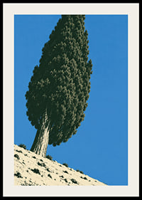 A stately cypress rises against a clear blue sky in a sunny, peaceful landscape.-2
