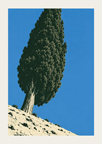 A stately cypress rises against a clear blue sky in a sunny, peaceful landscape.-3