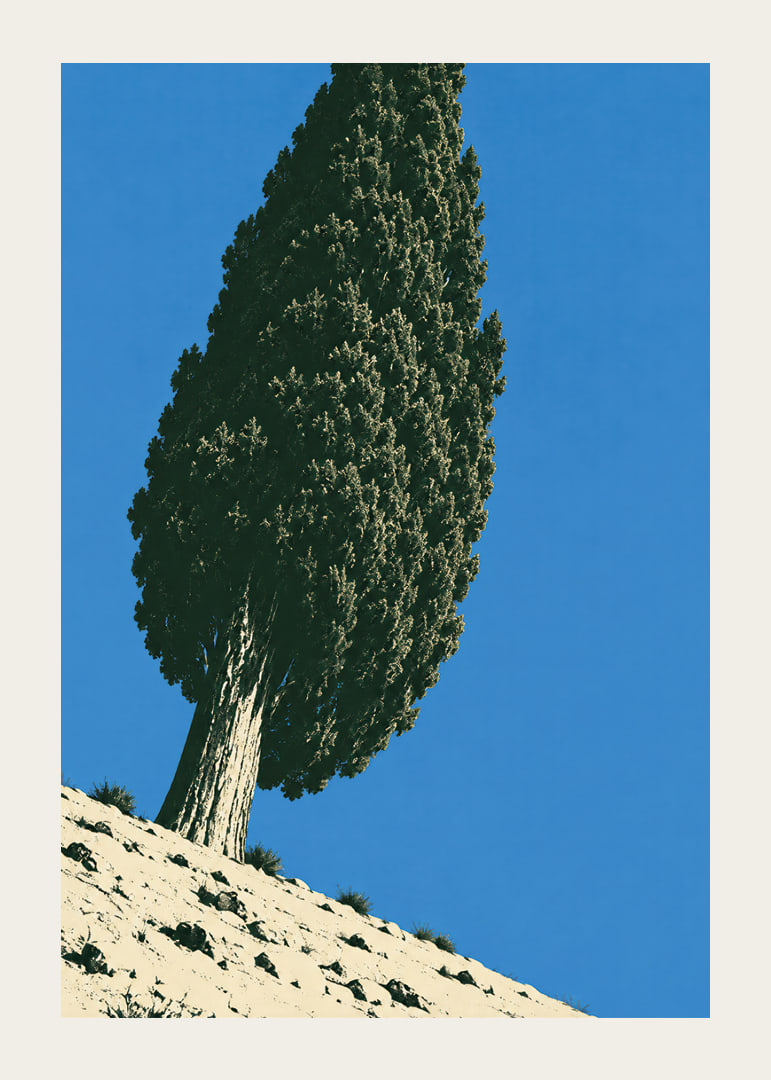 A stately cypress rises against a clear blue sky in a sunny, peaceful landscape.-12