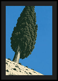 A stately cypress rises against a clear blue sky in a sunny, peaceful landscape.-4