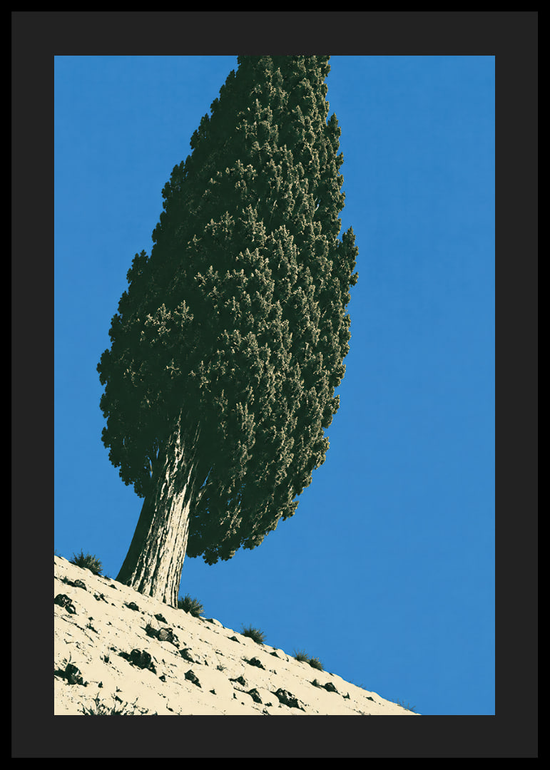 A stately cypress rises against a clear blue sky in a sunny, peaceful landscape.-12