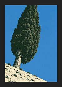 A stately cypress rises against a clear blue sky in a sunny, peaceful landscape.-5