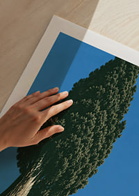 A stately cypress rises against a clear blue sky in a sunny, peaceful landscape.-9