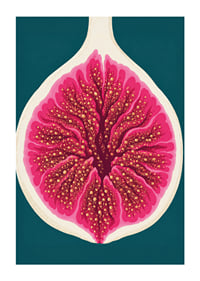 Stylized fig in intense pink tones against a deep teal background.-1