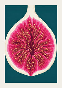 Stylized fig in intense pink tones against a deep teal background.-3