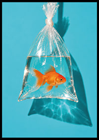 A golden goldfish in a plastic bag against a turquoise background with sunny reflections.-6
