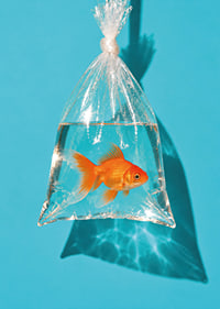 A golden goldfish in a plastic bag against a turquoise background with sunny reflections.-7