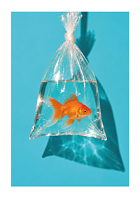 A golden goldfish in a plastic bag against a turquoise background with sunny reflections.-1