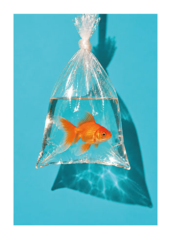 Poster Golden Fish Escape
