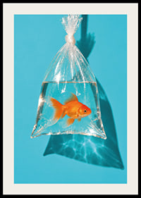 A golden goldfish in a plastic bag against a turquoise background with sunny reflections.-2
