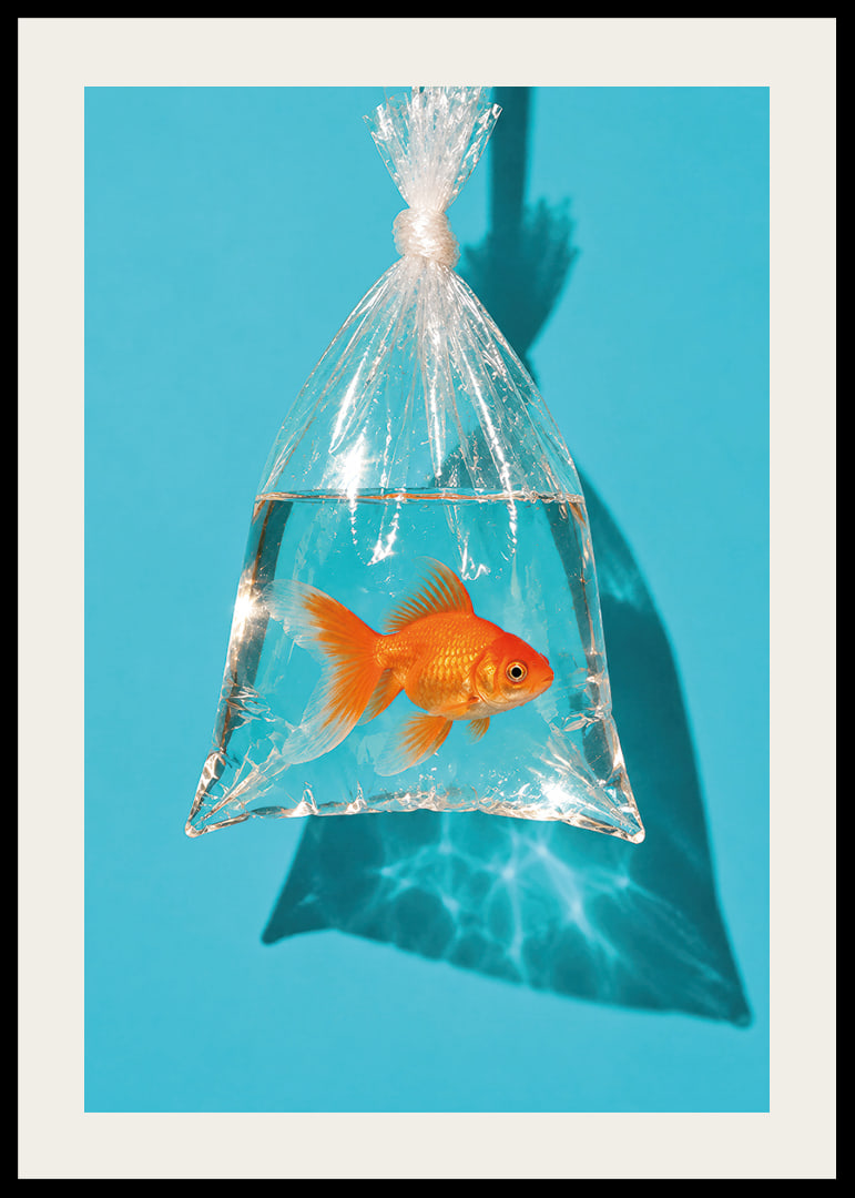 A golden goldfish in a plastic bag against a turquoise background with sunny reflections.-12