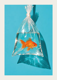 A golden goldfish in a plastic bag against a turquoise background with sunny reflections.-3