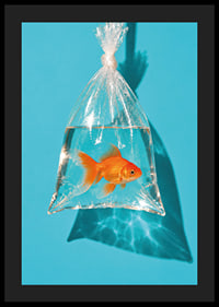 A golden goldfish in a plastic bag against a turquoise background with sunny reflections.-4