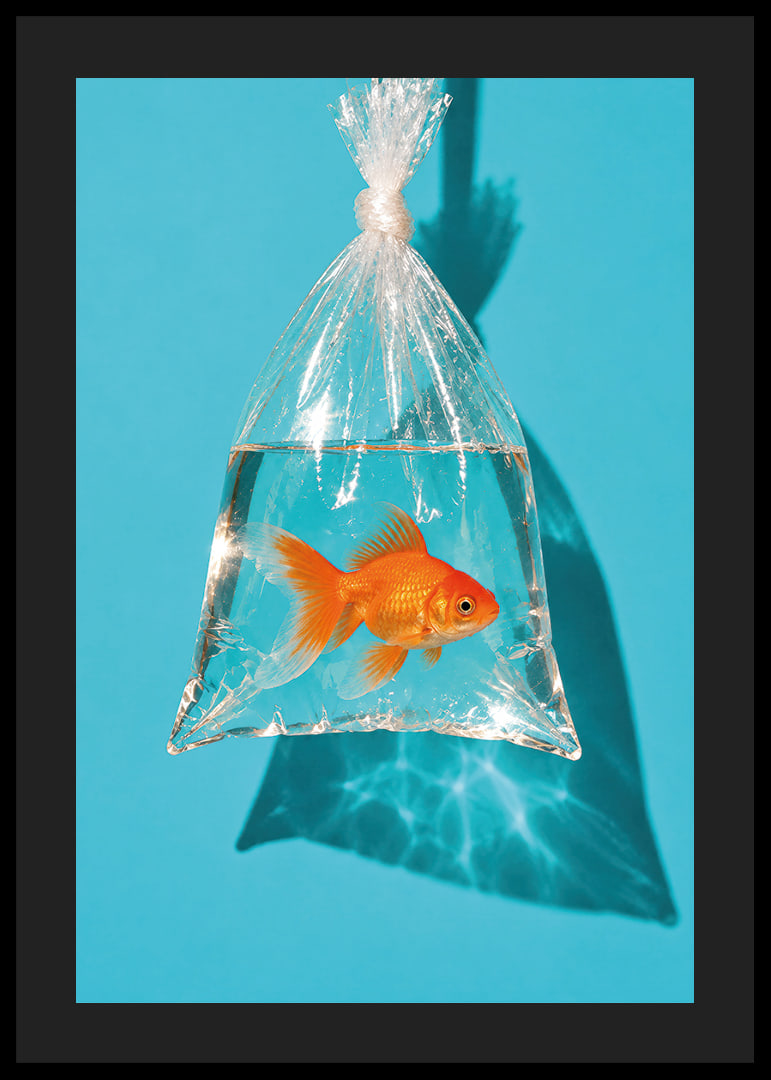 A golden goldfish in a plastic bag against a turquoise background with sunny reflections.-12