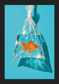A golden goldfish in a plastic bag against a turquoise background with sunny reflections.-5