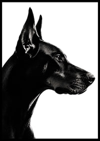 Stylish black and white poster with a proud Doberman in sharp profile.-6