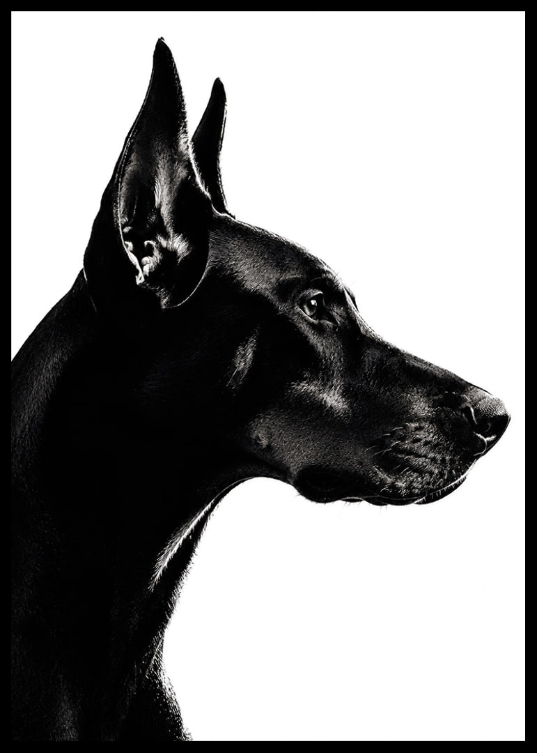 Stylish black and white poster with a proud Doberman in sharp profile.-12
