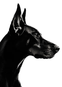 Stylish black and white poster with a proud Doberman in sharp profile.-7