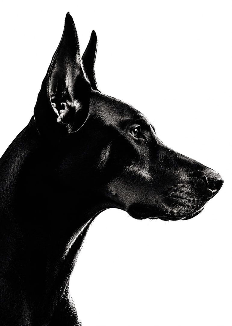 Stylish black and white poster with a proud Doberman in sharp profile.-12