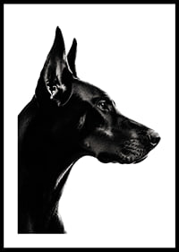 Stylish black and white poster with a proud Doberman in sharp profile.-0