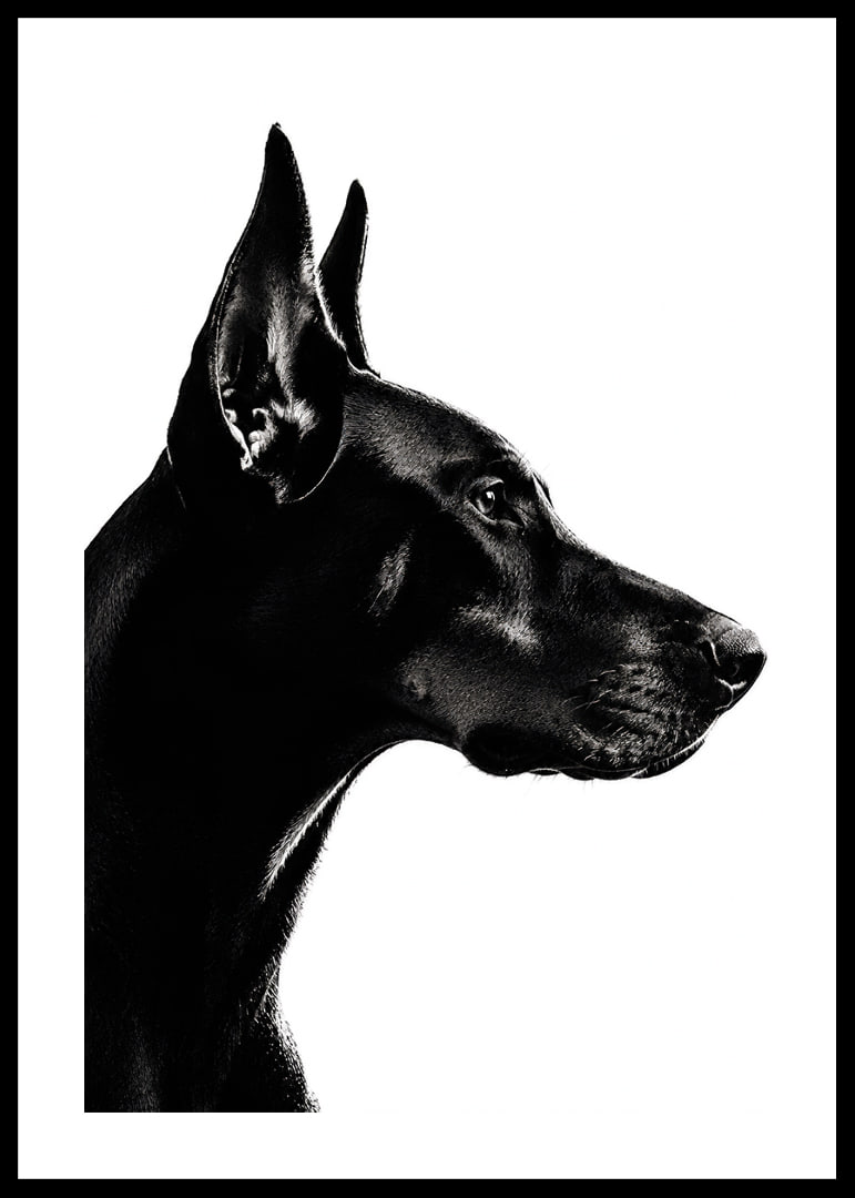 Stylish black and white poster with a proud Doberman in sharp profile.-12
