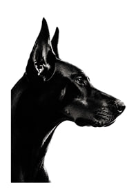 Stylish black and white poster with a proud Doberman in sharp profile.-1