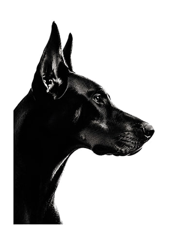 Poster Doberman Profile