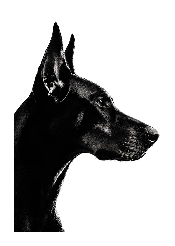 Affiche Doberman Profile
