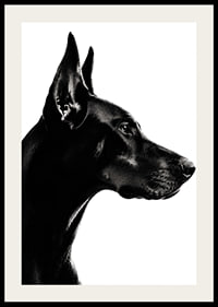 Stylish black and white poster with a proud Doberman in sharp profile.-2