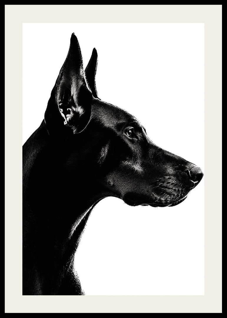 Stylish black and white poster with a proud Doberman in sharp profile.-12