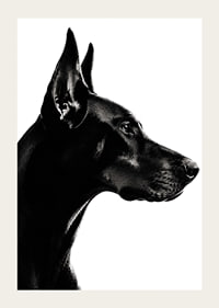 Stylish black and white poster with a proud Doberman in sharp profile.-3